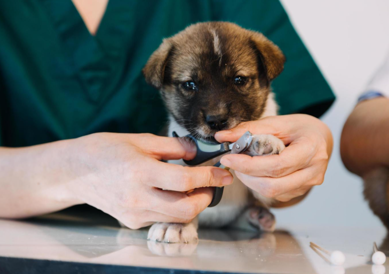 Dog walking – best business idea for women pet lovers